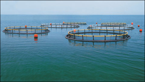 养殖网箱最新消息,淡水网箱养殖最新政策