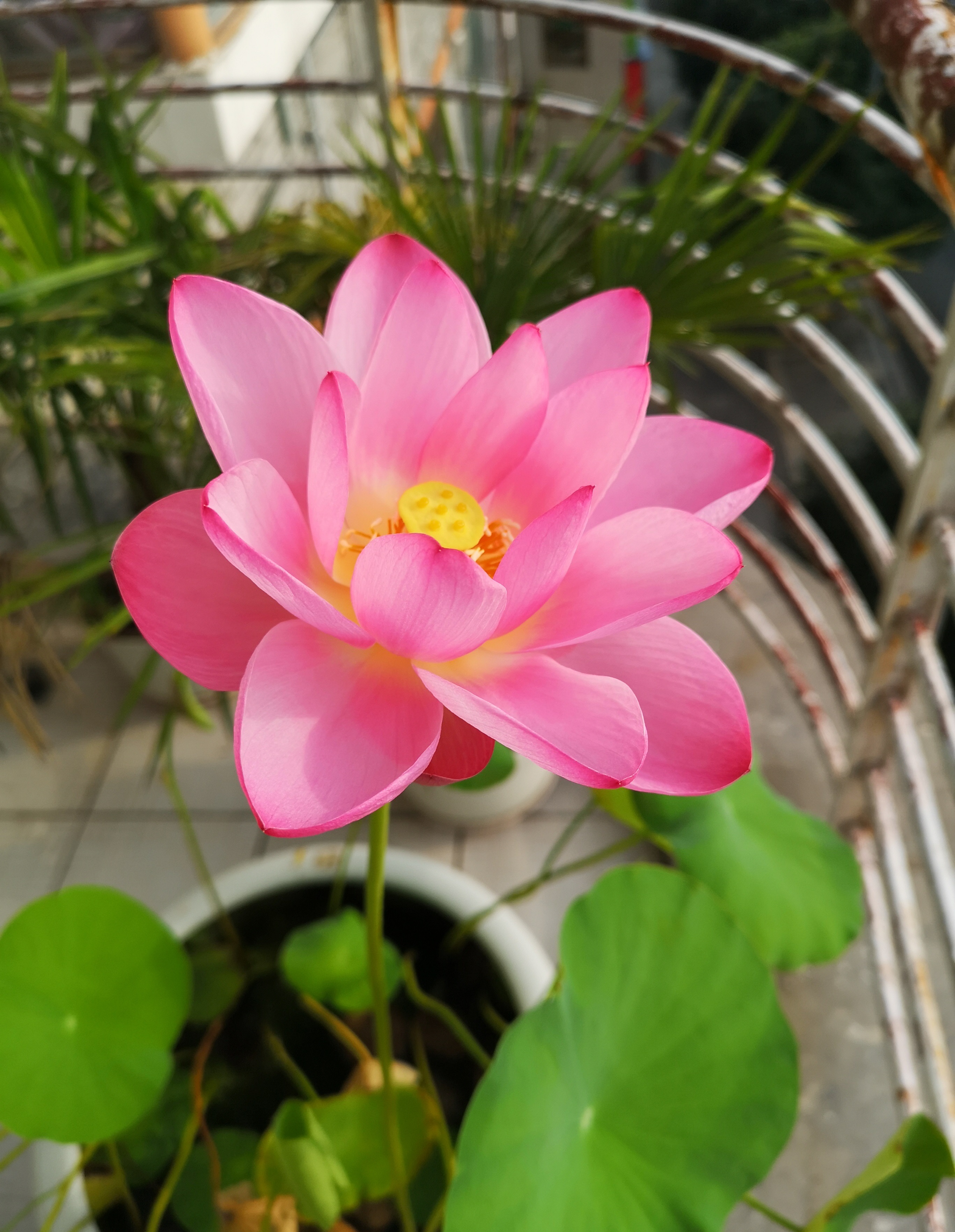 碗莲中花期长的品种,碗莲的花好看吗怎么养活