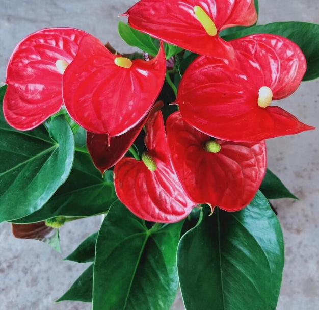 红掌叶子枯黄了怎么办小妙招,红掌叶还没出来就枯黄了什么原因