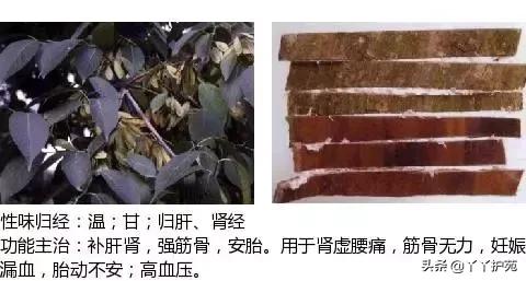 农村身边的中草药主治与功效,中草药全图谱与功效