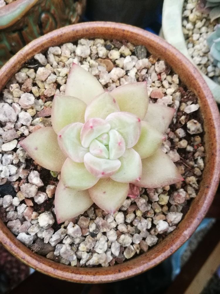 误打误撞的多肉情缘,带我走进多肉小世界!