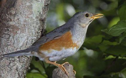 东江揽胜,惠州淡水常见鸟类图谱
