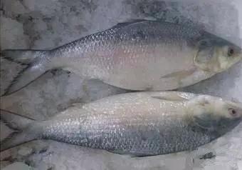 开海什么海鲜最好,开海季肥美海鲜