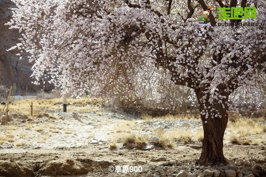 你永远不会体会到*疆新**公路的风情万种,除非你亲自自驾到那里!