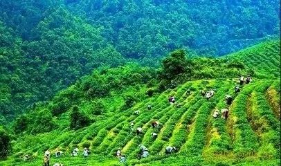 清凉茶事|天赐萌芽纤指瘦,武夷山下骏眉香