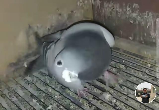 鸽子怎么养最正确,想养鸽子去哪加盟