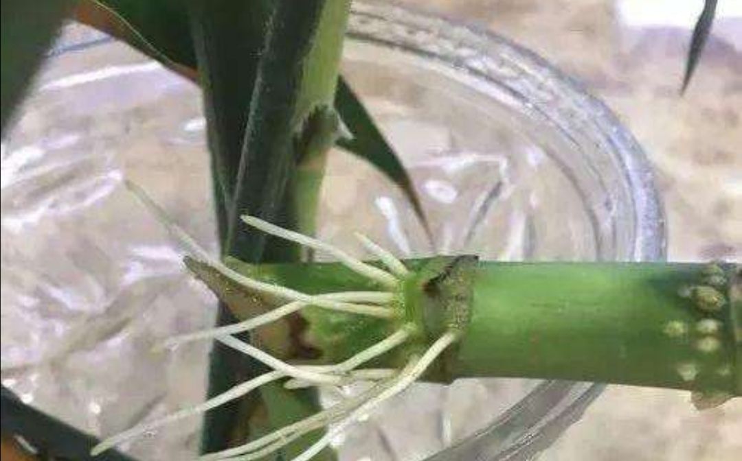 富贵竹爱黄叶、水发臭？“剪一刀”就解决了