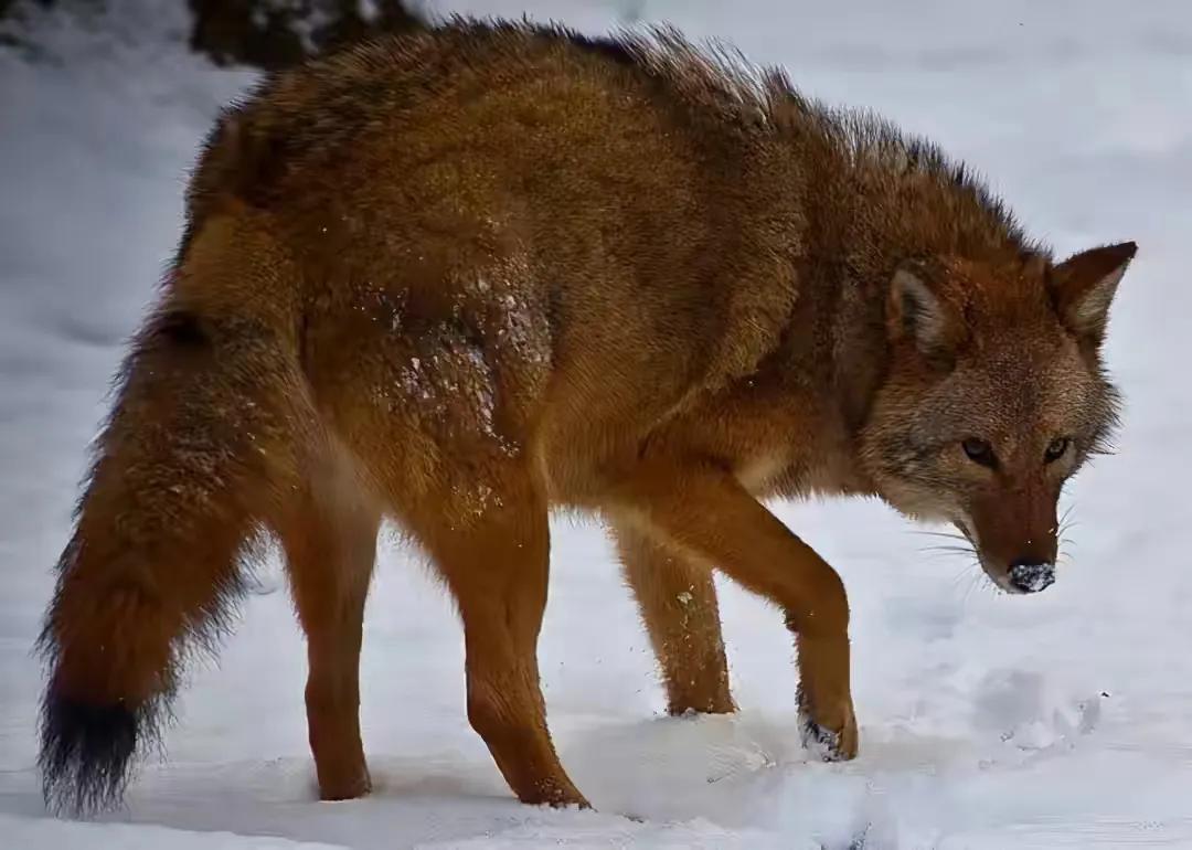 极度恐慌电影女主,极度恐慌女主是谁