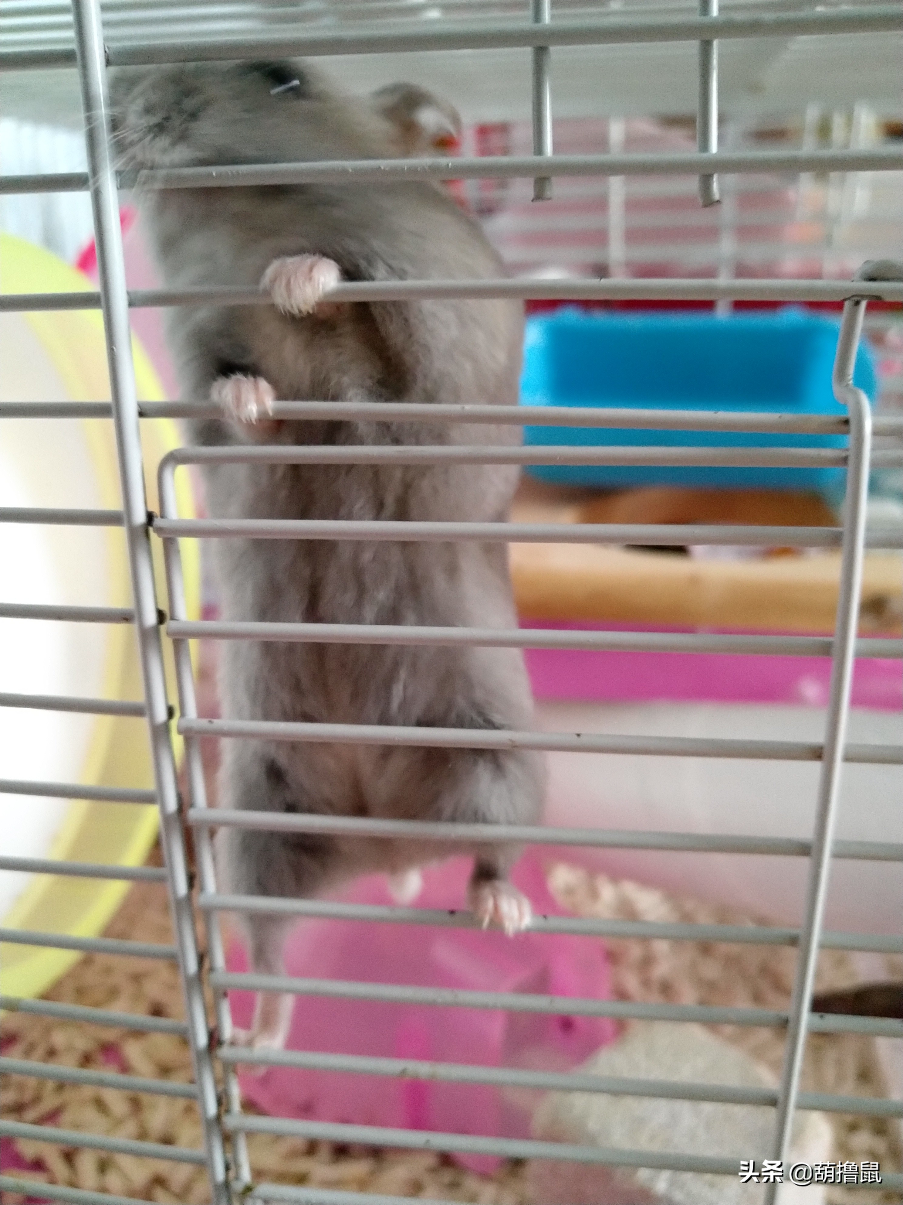 仓鼠怀孕注意事项和禁忌,仓鼠怀孕后一定要分开养吗