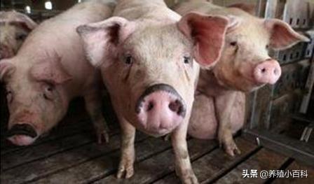 猪咳嗽的养殖方法,养殖猪病诊断和治疗