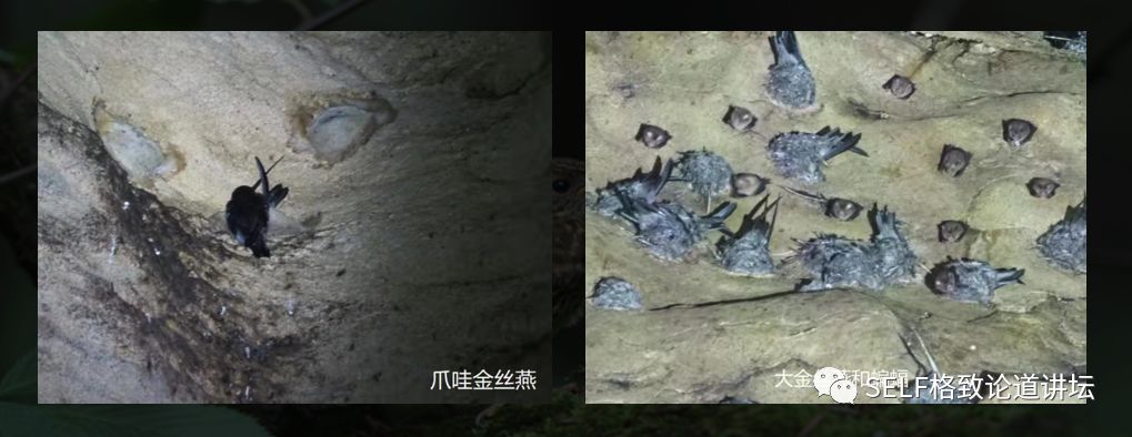 科学家如何观察植物,鸟类的研究方法