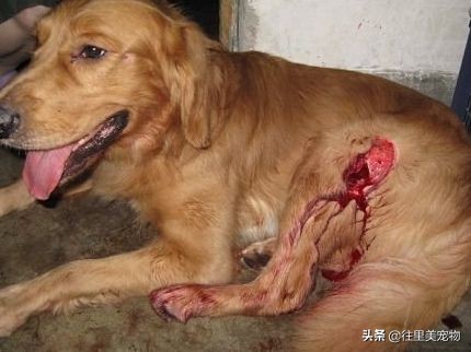猫咪后腿软组织受伤多久能恢复,宠物狗病预防知识大全
