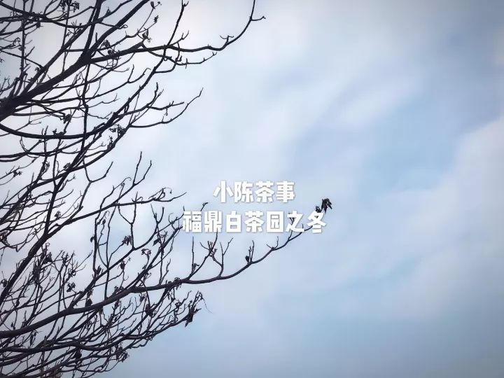 白茶红茶绿茶都是碱性的吗,白茶茶汤酸涩是什么原因