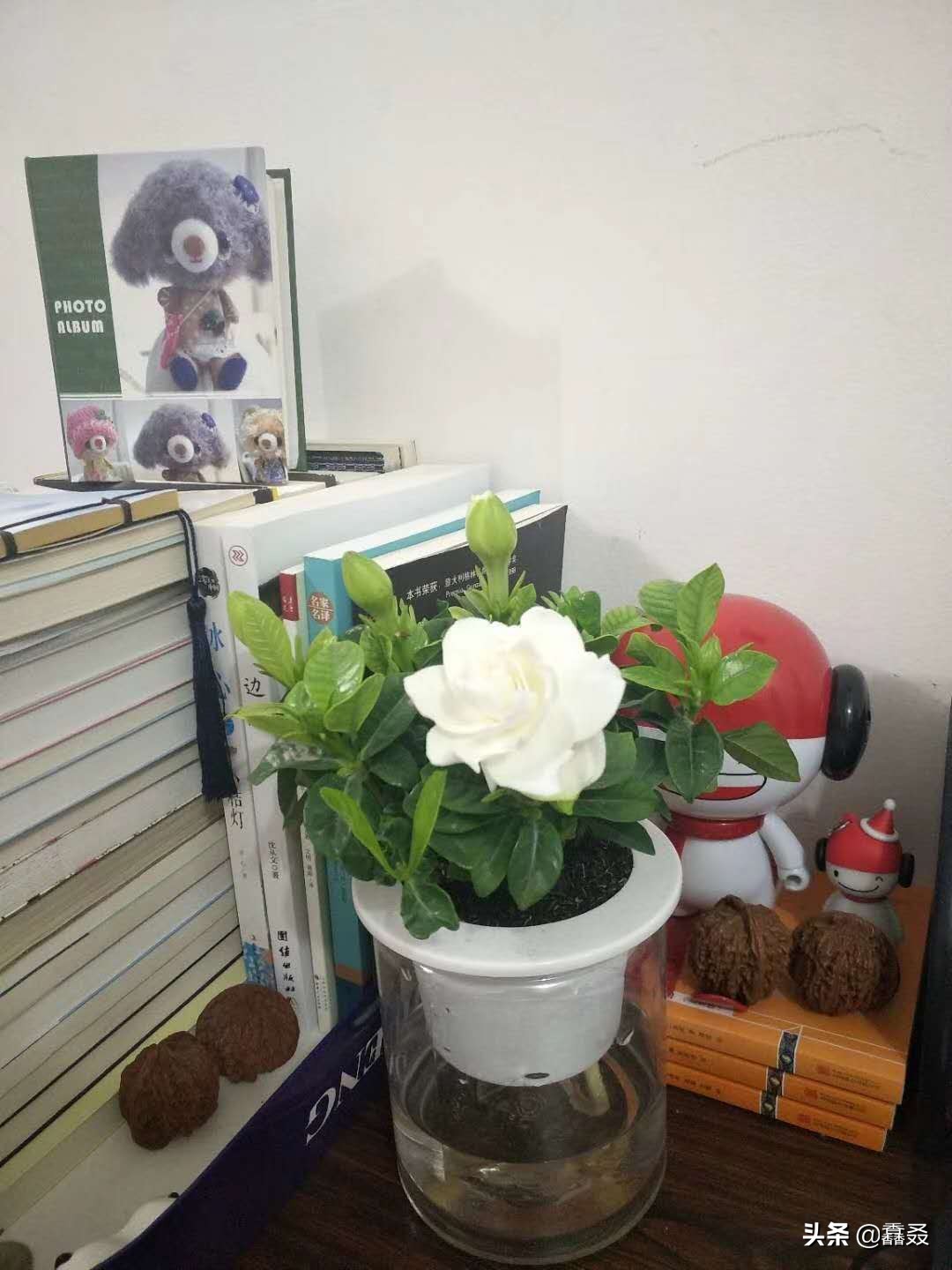 栀子花开电影免费观看高清,栀子花开幼儿舞蹈