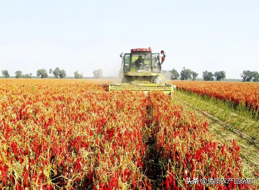 产值高的农产品,亩产经济价值最高的农作物