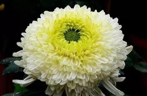 菊花痒？别只知道挠，很可能和这些疾病有关