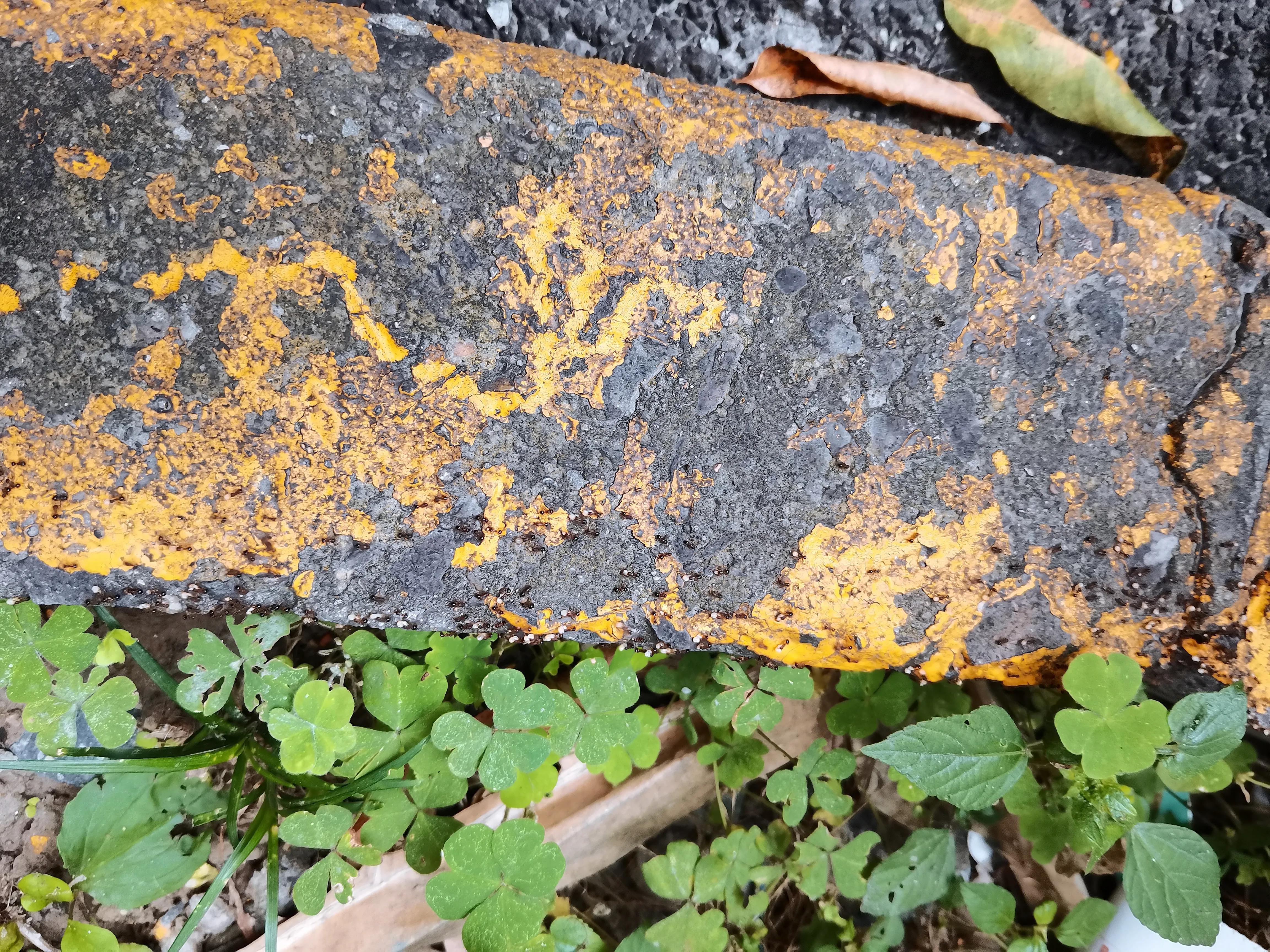 小蚂蚁搬家亲子运动,小蚂蚁搬家故事大全