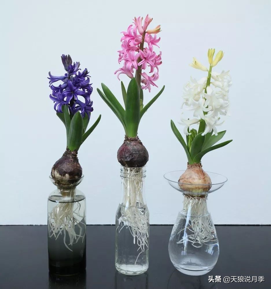 狼家球根怎么样,狼家球根上市了吗