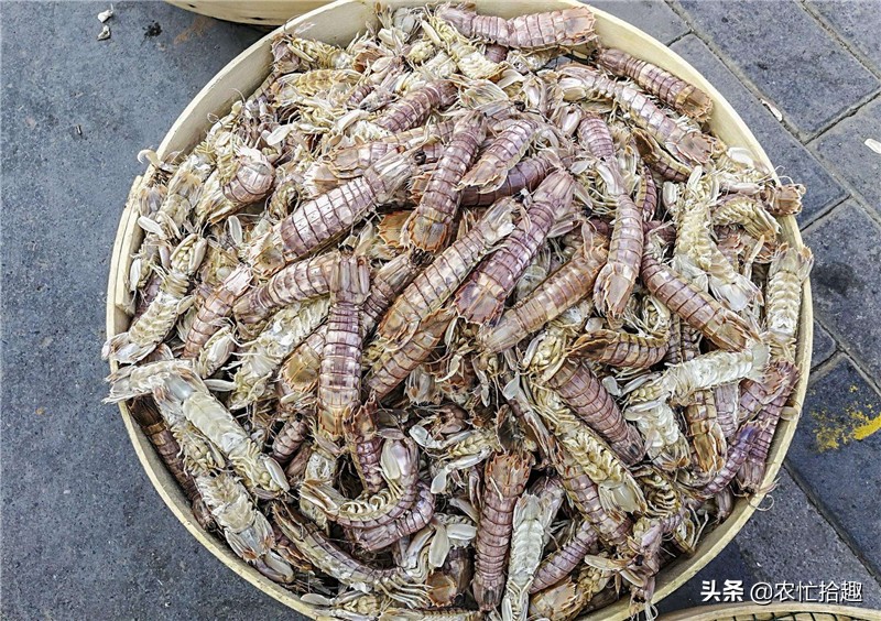 曾是一代网红,市场一斤80元,供不应求,农民却不敢养