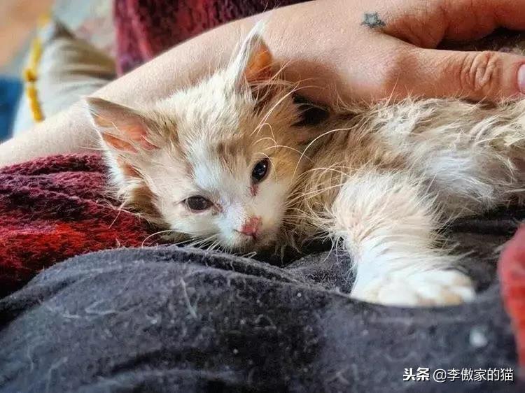 幸运的小小猫,幸运的猫咪全集