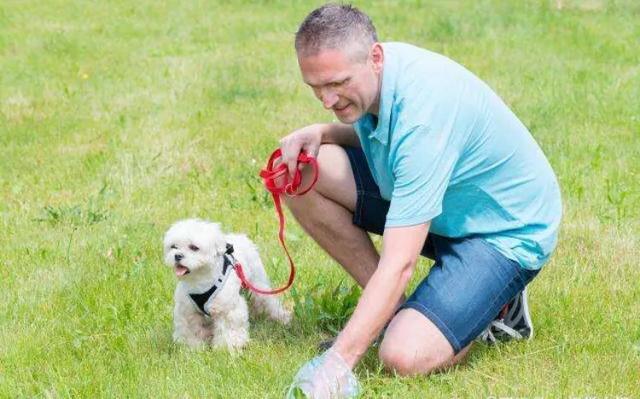 中国养狗的规矩,全国最严养狗条例