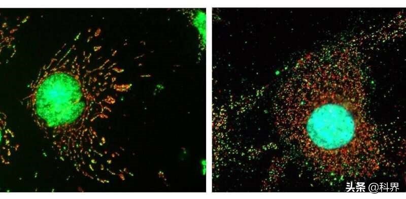 细胞如何防御病毒图片,细胞如何防御病毒