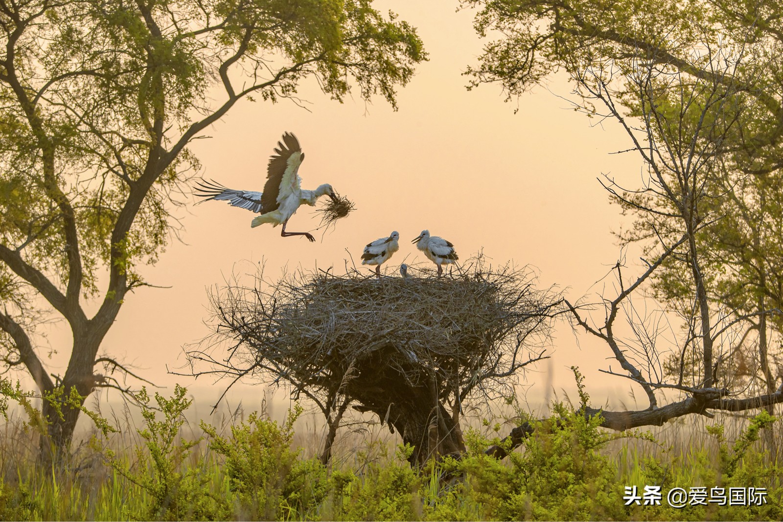 鸟类欣赏,鸟类观鸟图片