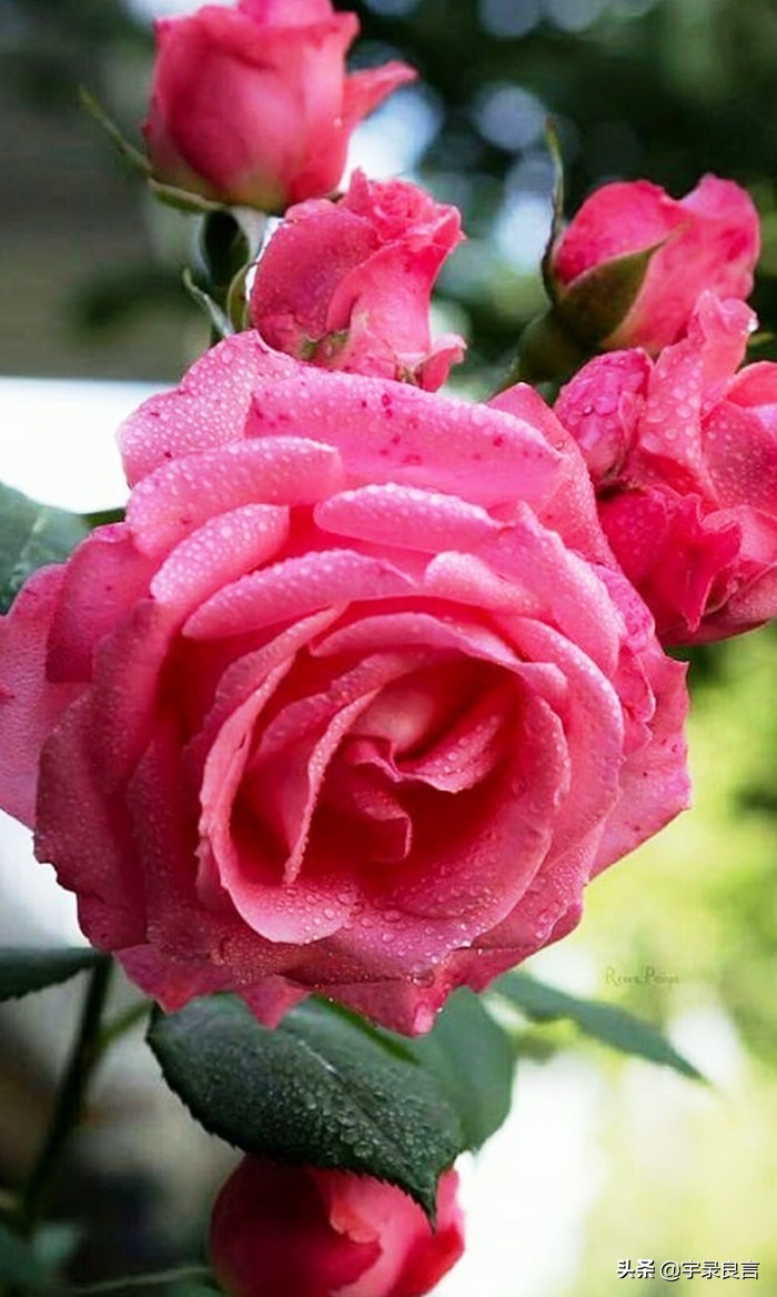 阳光正能量的说说句句温暖自己,积极美好的句子说说