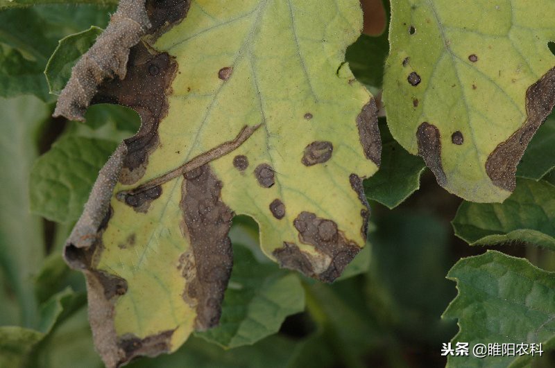 黑斑病和叶枯病用什么药,黑斑病掉叶后怎么处理