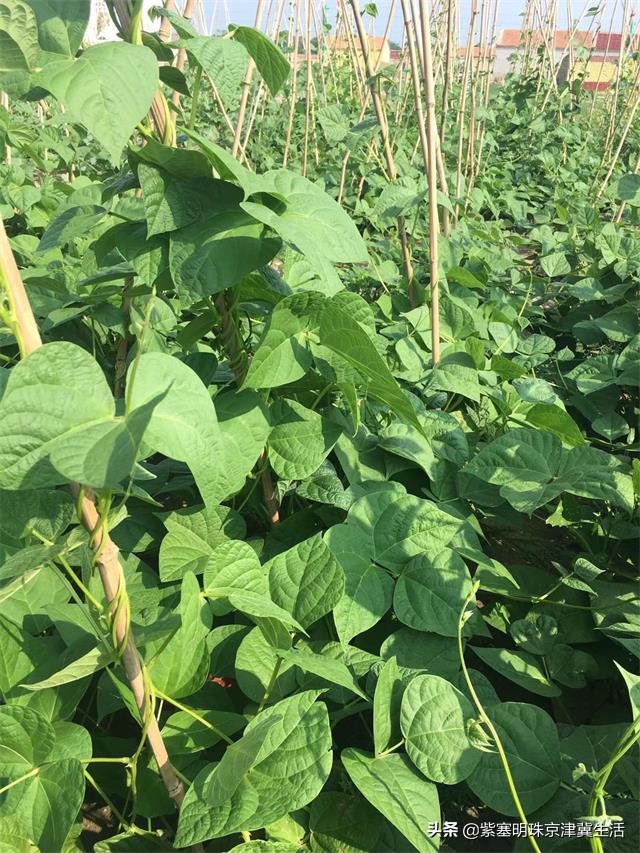 夏天最美的草原大环线,一次看尽万般风景-张北中都草原祈福人家