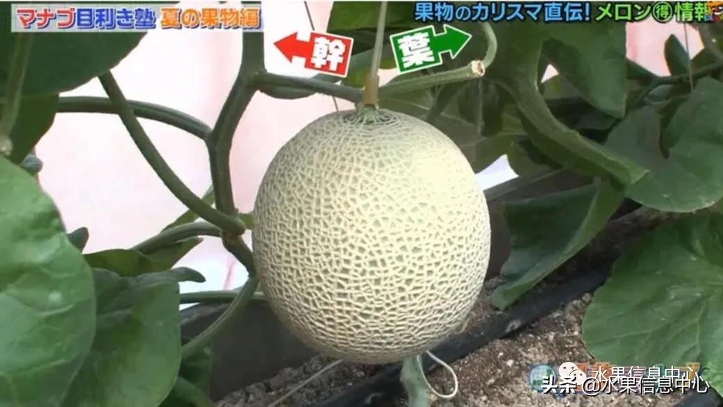 日本水果店怎么挑选,正宗日本水果店