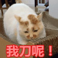 如何改掉猫咪乱挠乱咬的毛病,猫咪为什么会挠猫粮