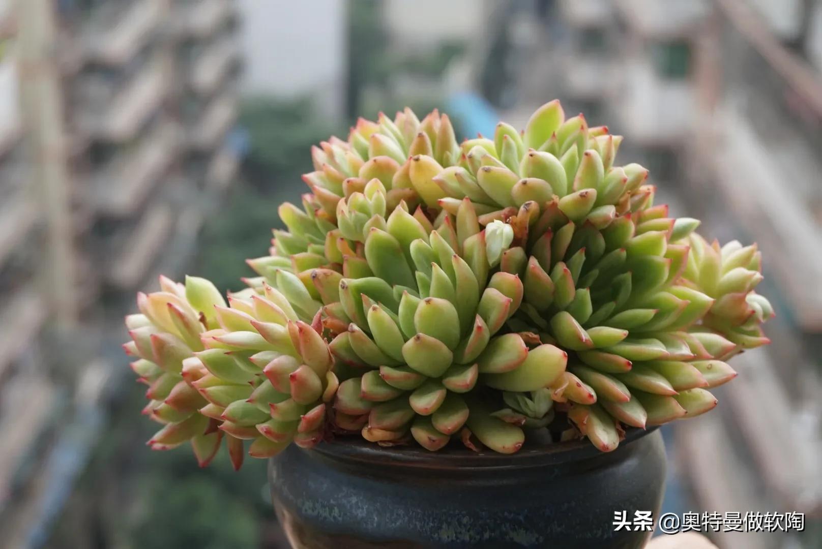 红檀多肉夏天怎么度夏,多肉乌木夏天好度夏吗