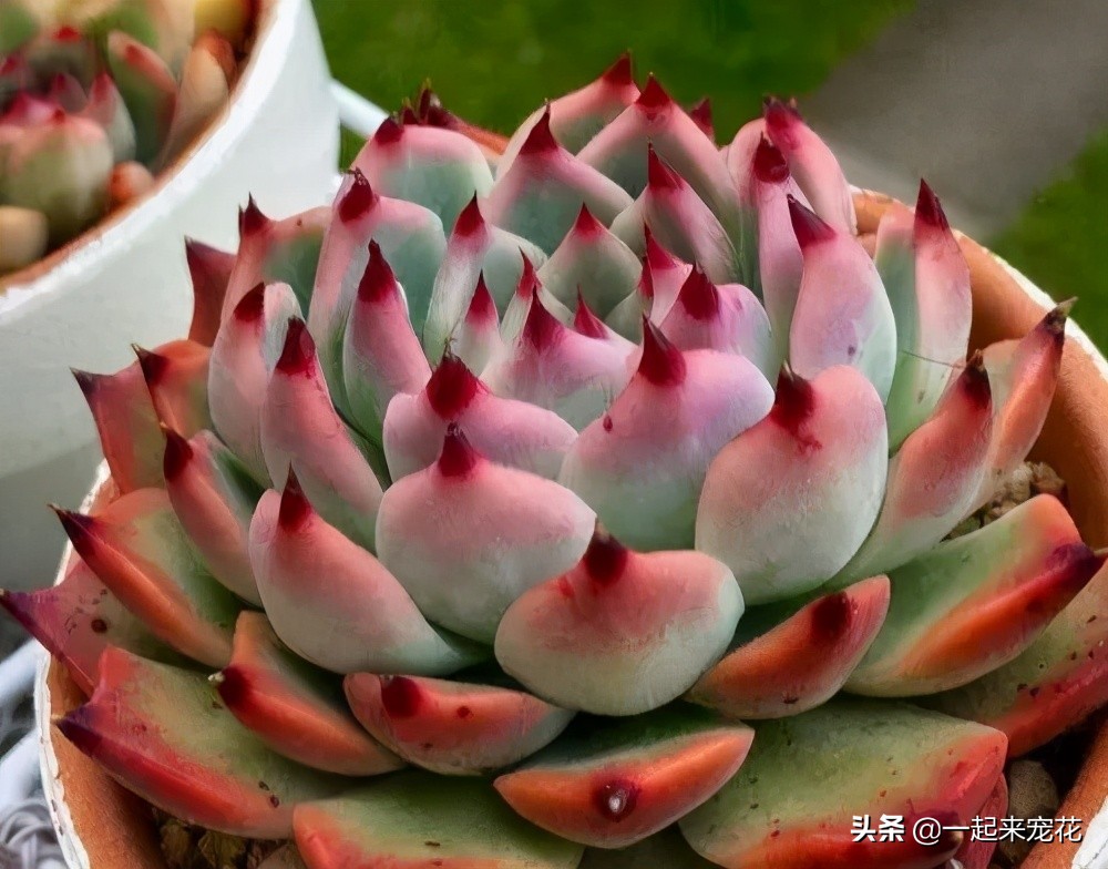 吉娃娃能不能叶插,吉娃娃侧芽多大可以扦插