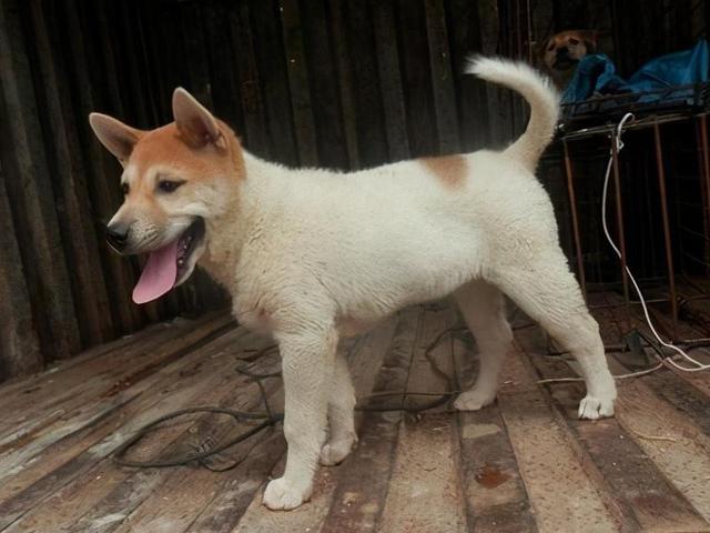 如果狗狗有这些特征说明可以旺家,狗狗有这几个特征说明它是好狗