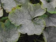 菜瓜的病害图片,南瓜常见病的管理和预防