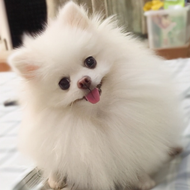 为什么这些狗狗价格这么高,比较贵的宠物狗有哪几种