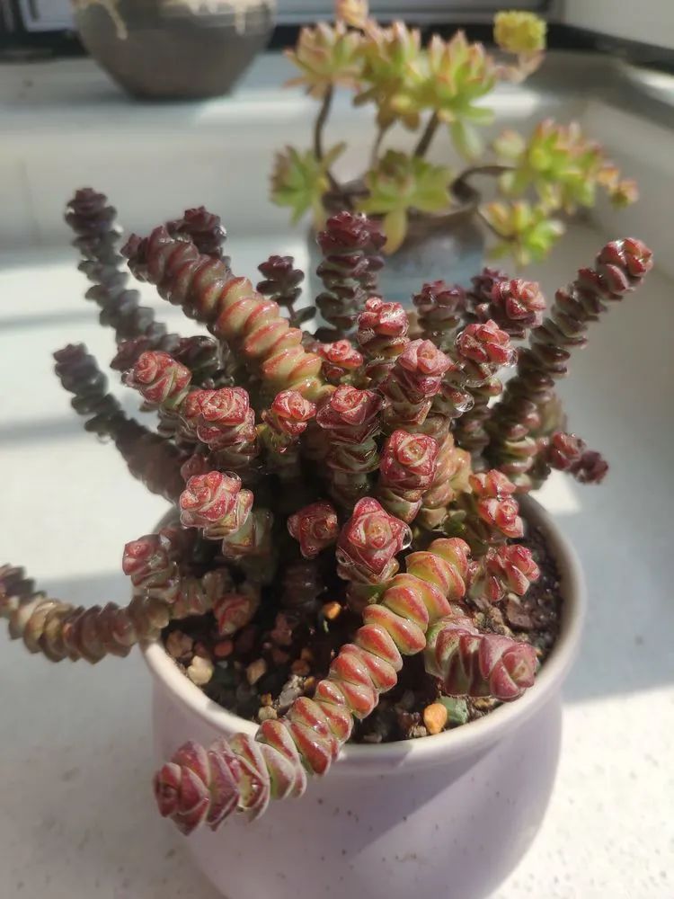 每一棵多肉都承载了一段时光,每一棵多肉都是独一无二