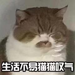 养猫一年要花多少钱,养猫一年下来多少开销