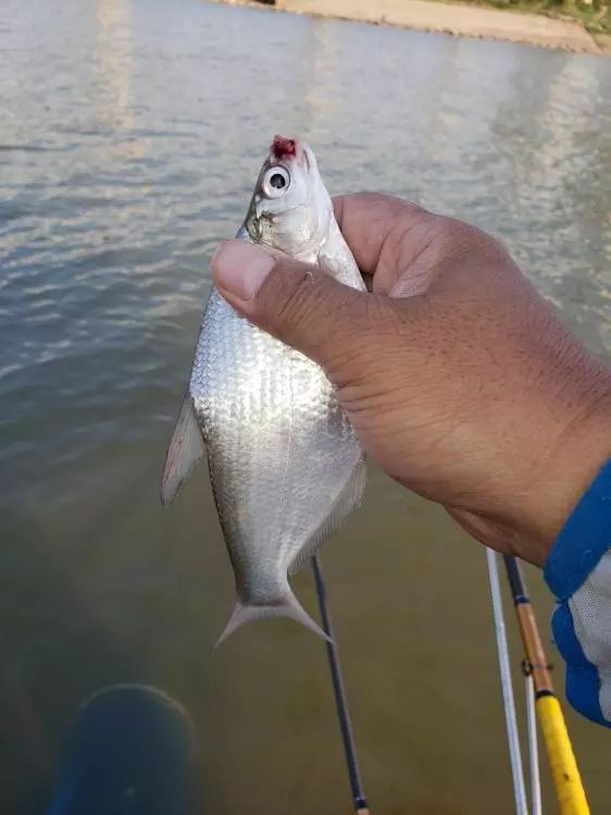 本汀金迦潘求败夜战罗非,本汀金迦潘求败评测