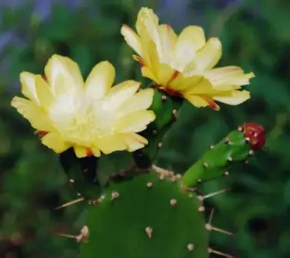 仙人掌简单好养，只要把握它的习性和爱好，何愁养不好仙人掌。