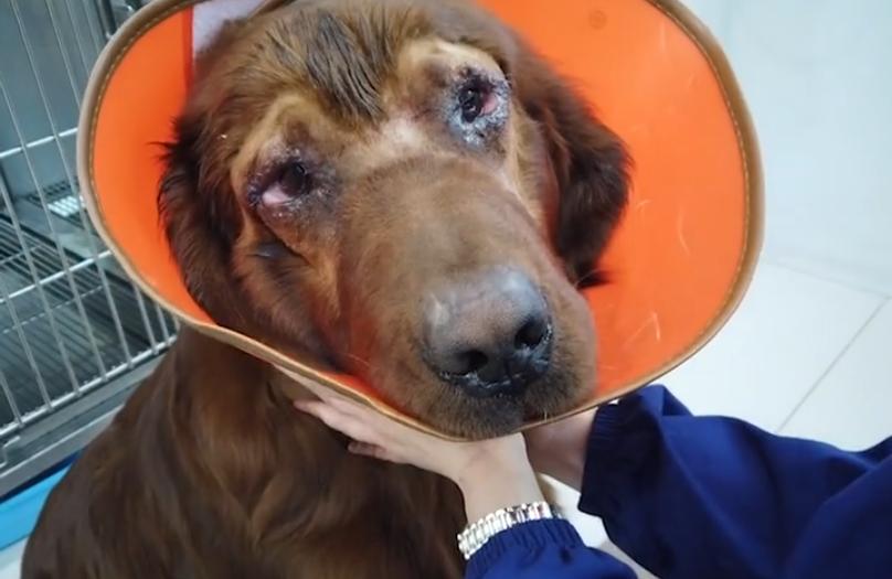 主人给狗狗割双眼皮,狗狗切双眼皮后遗症