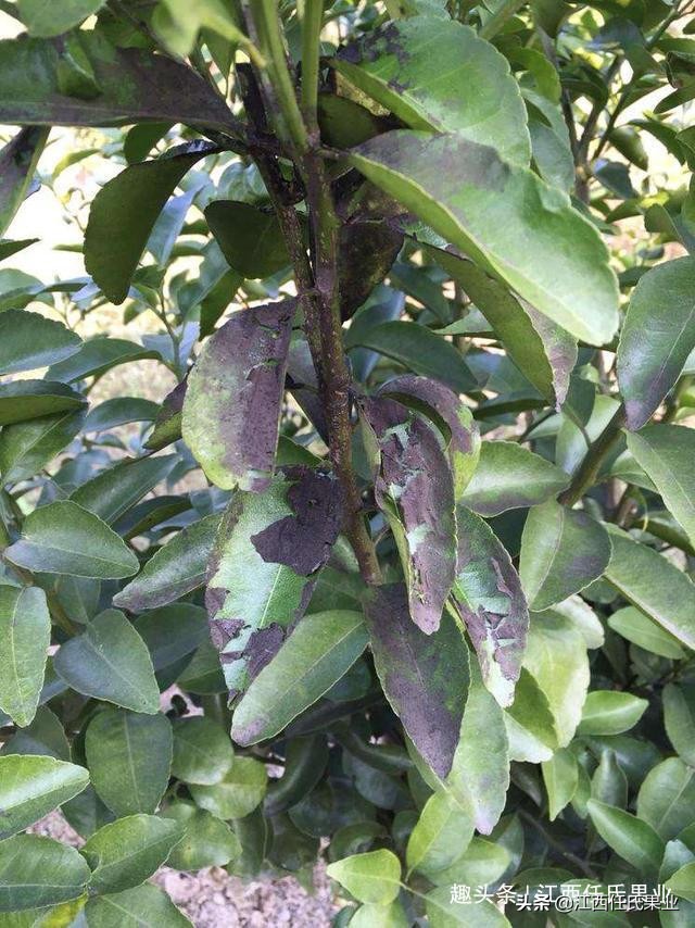 柑橘煤烟病该怎样防治,甲基硫菌灵治柑橘煤烟病吗