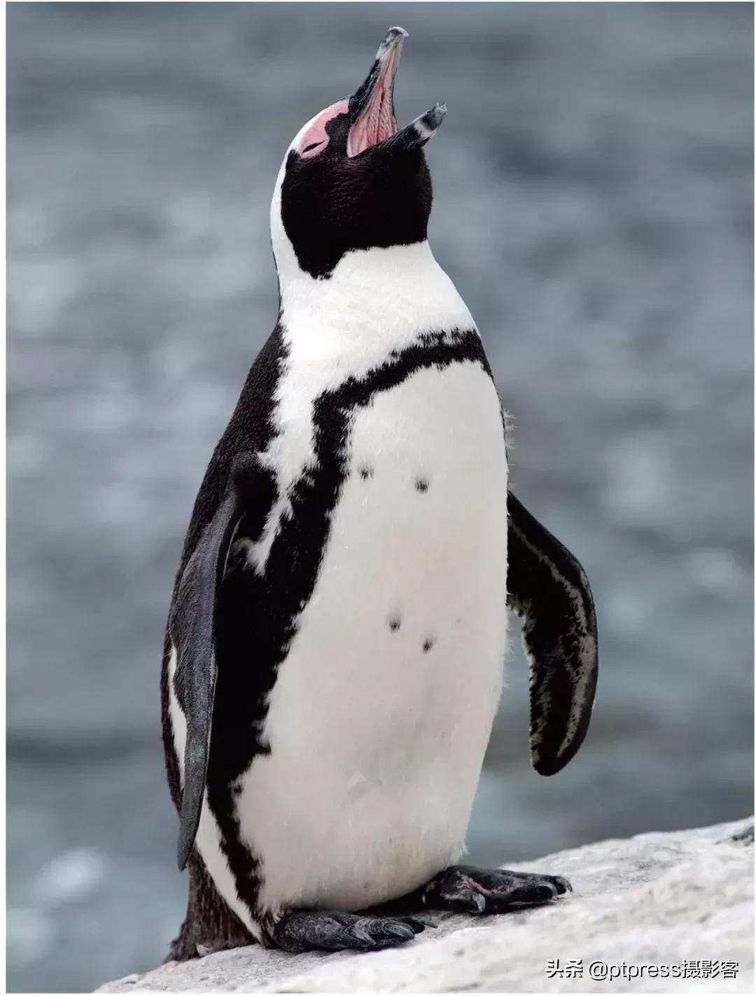 摄影中的手动对焦终极指南,零基础小白必学摄影对焦