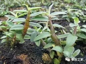 石斛兰叶子变黄的解决办法,石斛兰叶子变黄了怎么解决