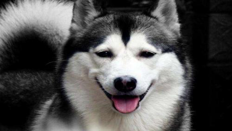 哈士奇掉毛吗有体味吗,哈士奇掉毛排在第几名