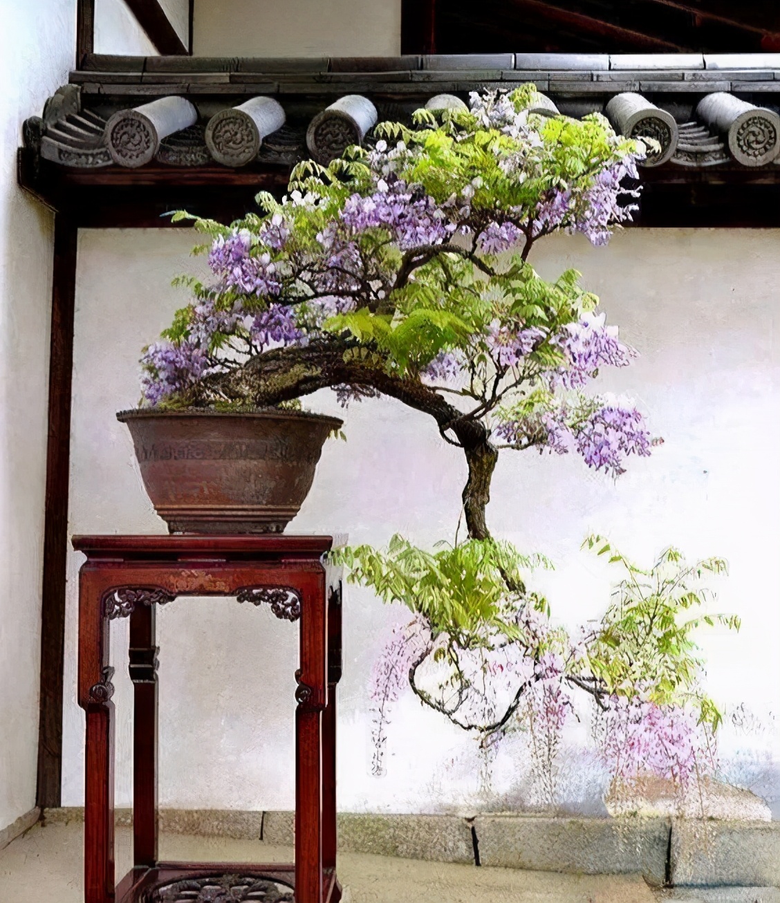 别错过这“天下第一藤”，紫穗悬垂似彩蝶，“芬芳馥郁”小半季