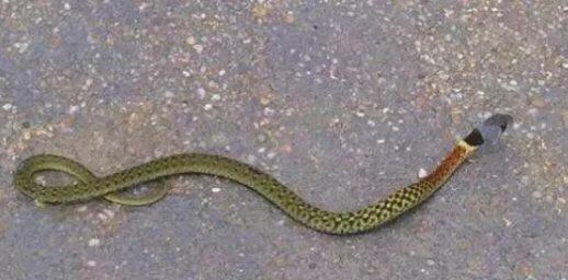 为什么说猪是毒蛇的克星,为什么毒蛇怕猪呢