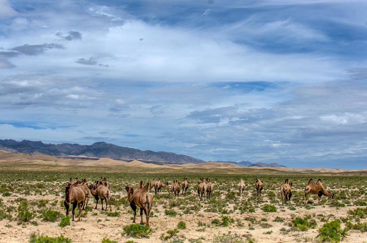 我的旅行日记之青海,我的旅行日记高原茶场