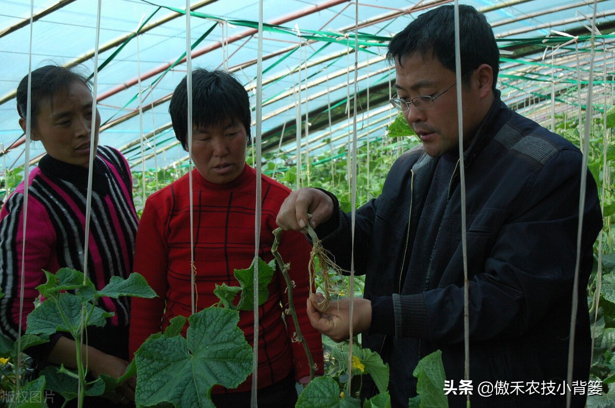 腐植酸氨基酸鱼蛋白肥料哪个更好,有机质肥料腐植酸海藻酸成分高吗